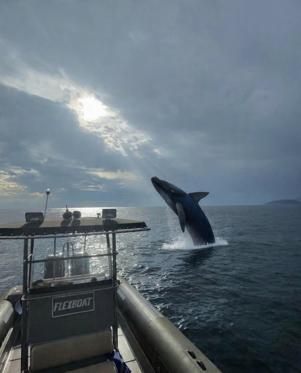 Baleia saltando ao lado de embarcação da IlhaFlow em Ilhabela